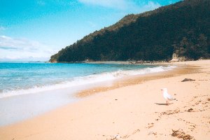 Abel Tasman