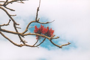 blühender Baum