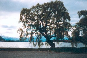 Am See