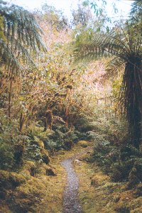 Regenwald