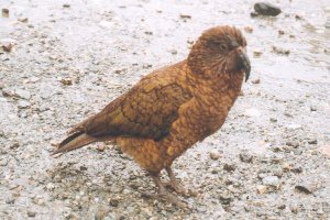 Kea