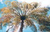 Palme