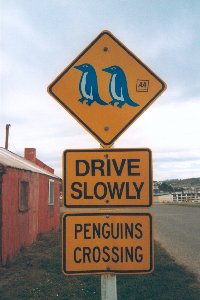 Achtung, Pinguine