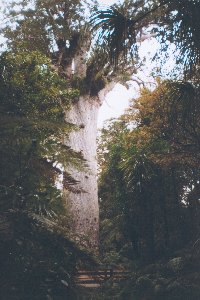 Tane Mahuta
