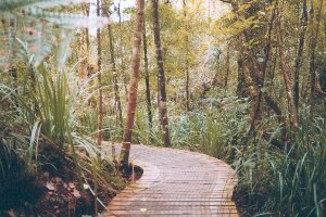 Wege im Regenwald