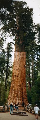 General Sherman, Sequoia National Park